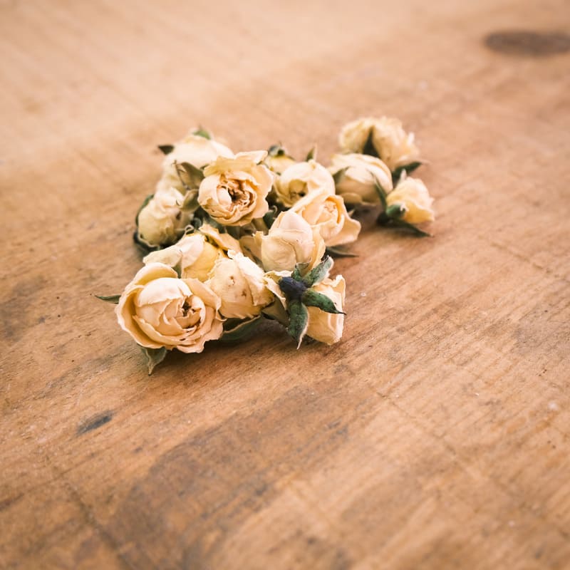 Botões de Rosas Brancas